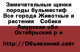 Замечательные щенки породы бульмастиф - Все города Животные и растения » Собаки   . Амурская обл.,Октябрьский р-н